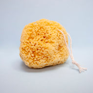 Sea Sponge